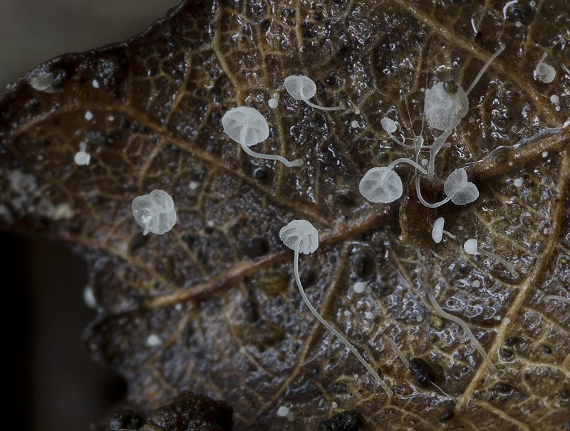 Mycena polyadelpha